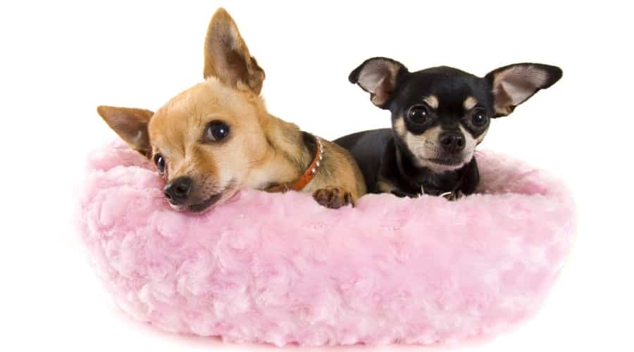 Small Dogs on a Fluffy Pink Pillow