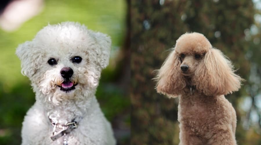 Small Dogs with Very Soft Coats Outdoors