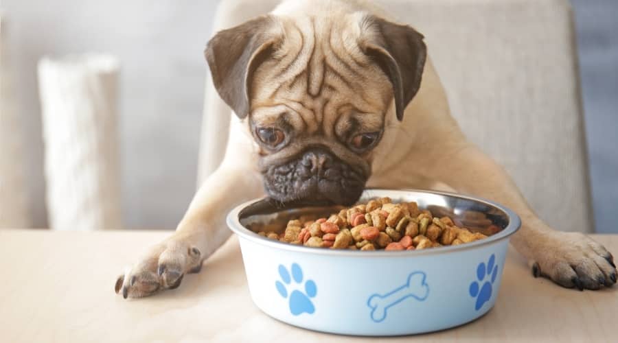 Small Fawn Colored Dog Eating