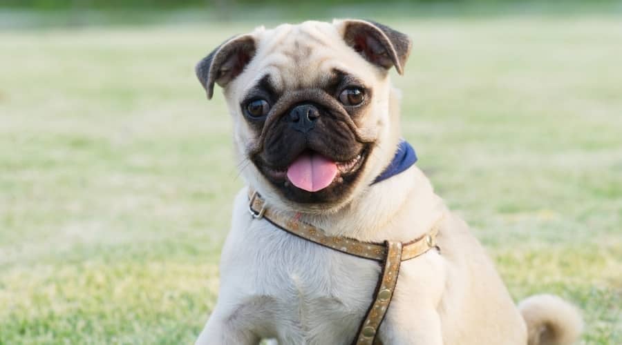 Small Fawn Colored Dog in Park