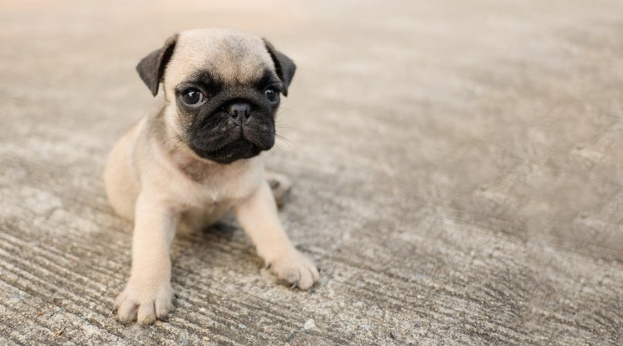 Small Fawn Colored Puppy