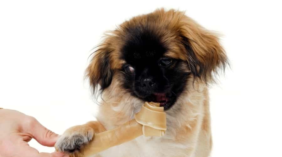 Small Fawn Dog With Black Mask Nibbling on a Bone