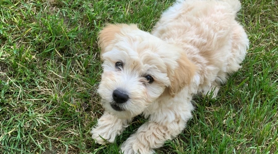 Small Fluffy Cream Dog Playing Outdoors