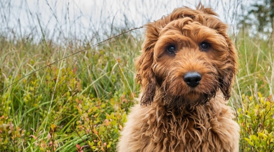 Small Fluffy Dog Looking at Camera
