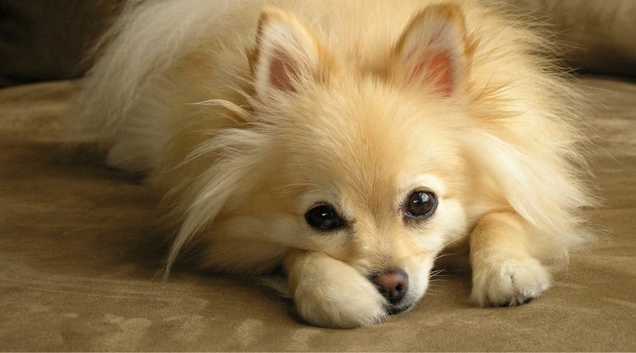 Small Fluffy Dog Lying Down