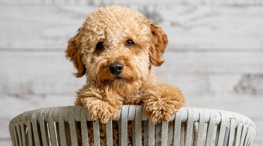Small Fluffy Dog Peaking Over a Chair
