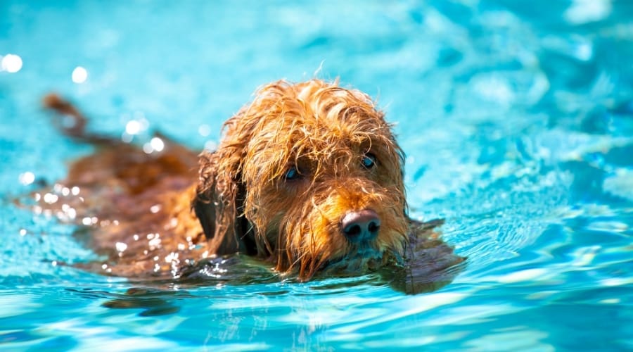 Small Fluffy Dog Swimming in a Pool