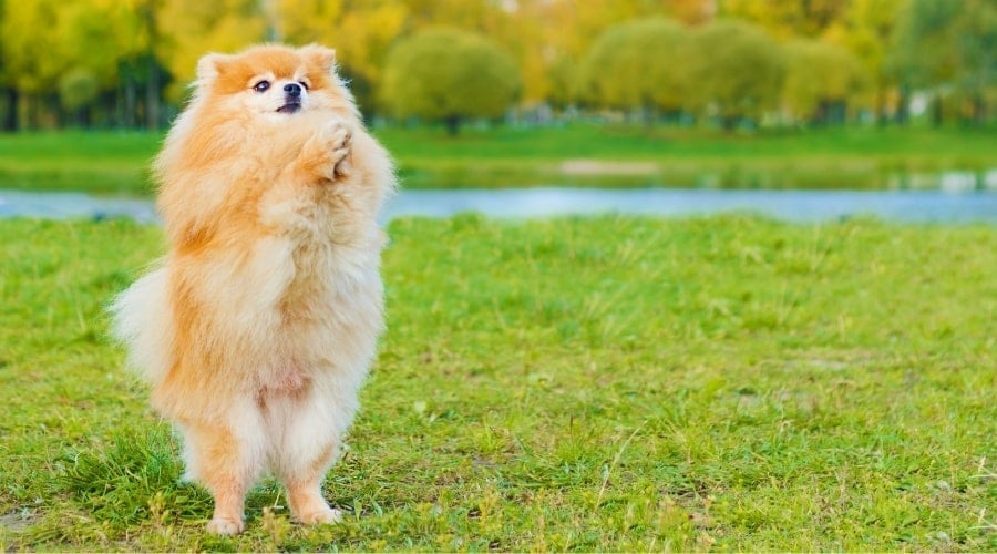 Small Fluffy Pomeranian Dog in Training