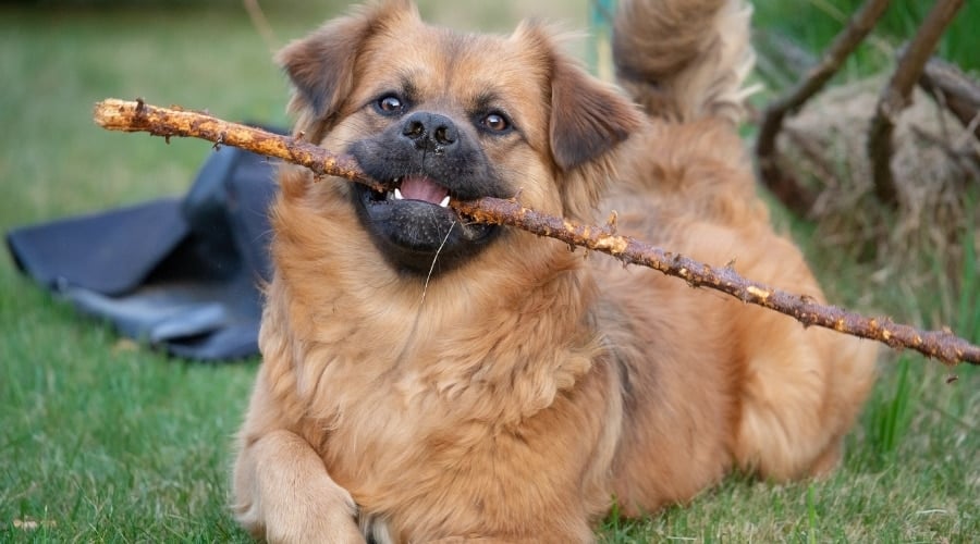 Small Fluffy Golden Dog Playing with a Stick