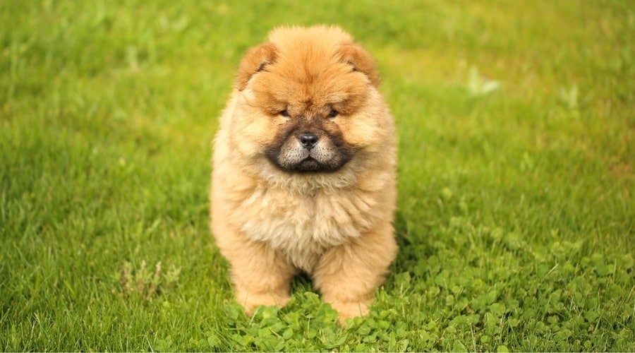 Small Fluffy Puppy Outdoors Playing