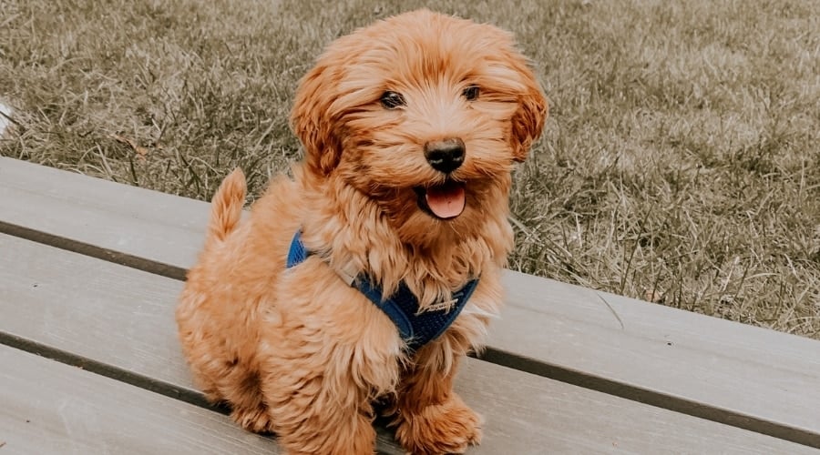Small Fluffy Puppy Wearing Harness