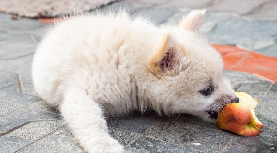 Small white dog eating apple.