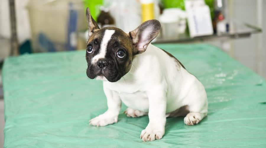 White and black Frenchie puppy.