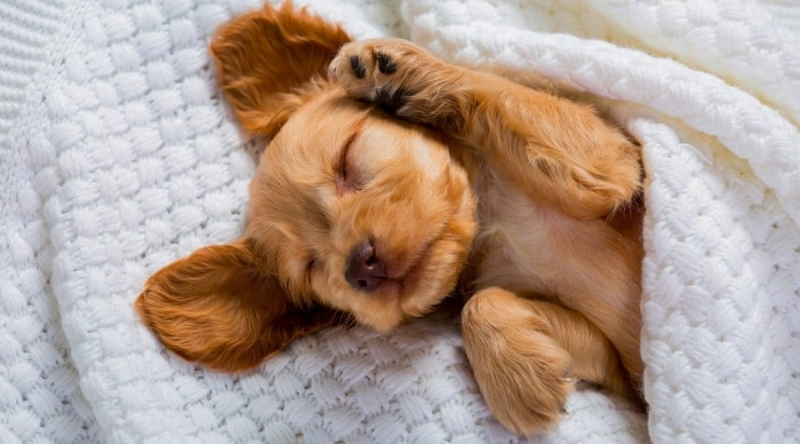 Small Golden Puppy Lying in Bed