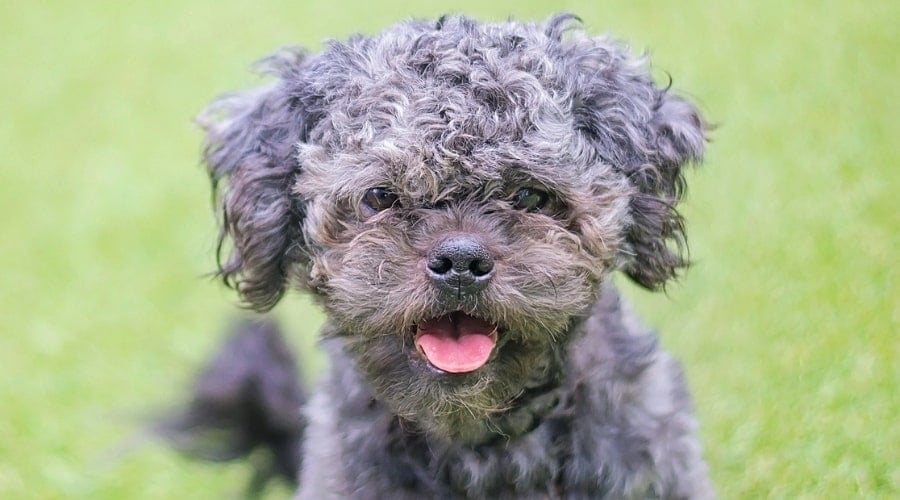 Small Gray Curly Dog Sitting in Grass