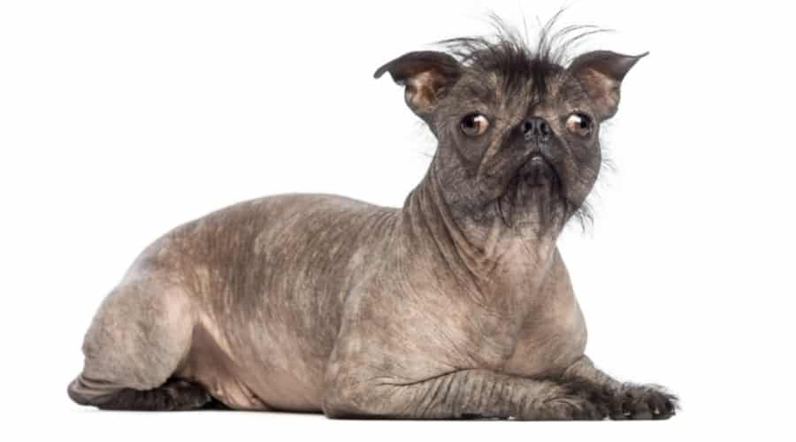 Small hairless dog.