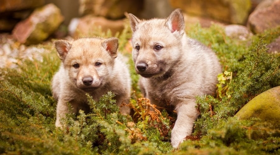 Small Gray Puppies Outside