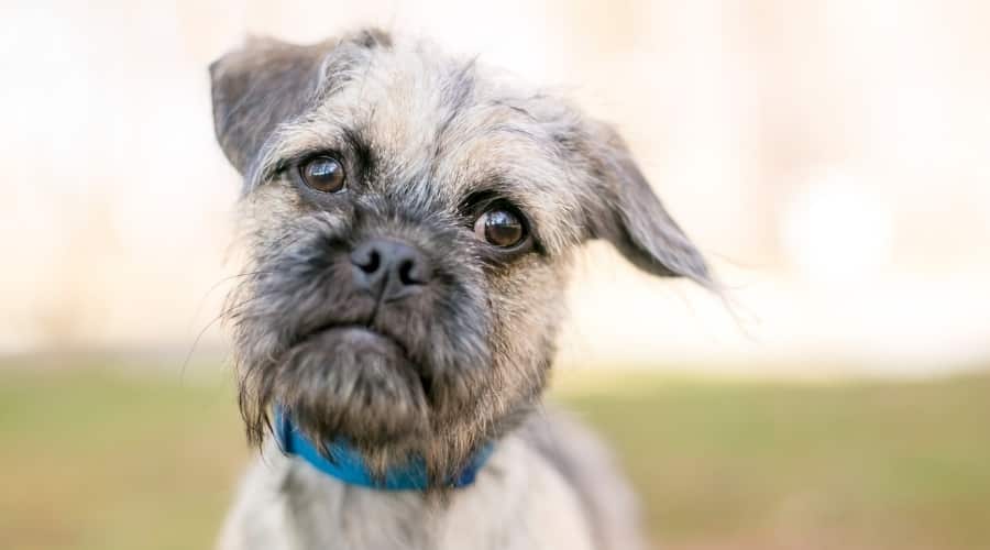 Small Gray Scruffy Dog Looking in Camera