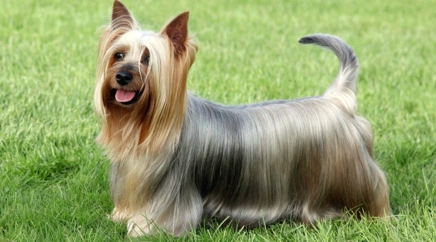Small Gray and Tan Long Haired Dog Standing in Grass
