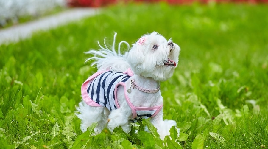 Small Happy Dog in a Dress