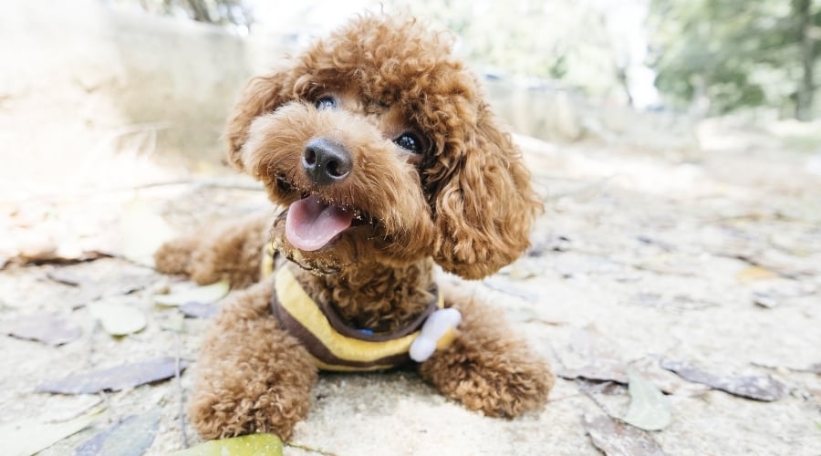 Happy Poodle sitting on the ground.