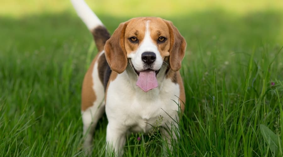 Small Hunting Dog in Green Field