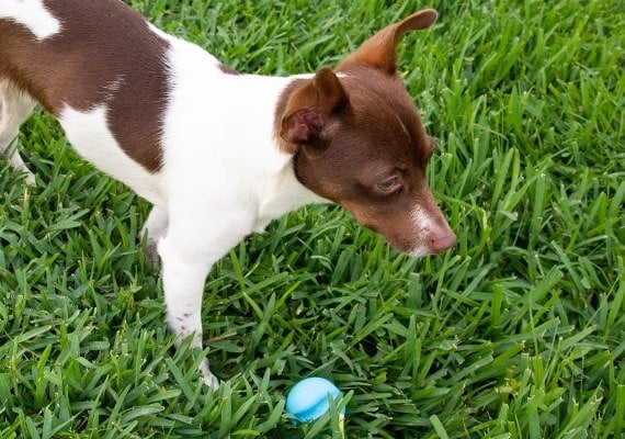 Small Jack Russel playing with 2 inch blue West Paw Jive Ball in grass