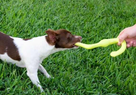 Small Jack Russel playing with West Paw Bumi Tug Toy