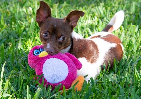 Small Jack Russel Terrier Playing with Hear Doggy Squeaker-less Ultrasonic plush dog toy in park