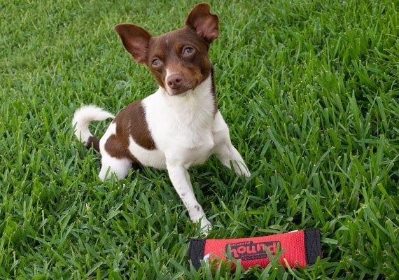 Small Jack Russel playing with outward hound Squeak N Fetch fire hose toy