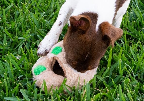Small Jack Russel pulling Hide-A-Squirrel squeaky toy out of log