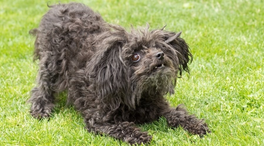 Small Long Hair Brown Dog Bowing in Grass