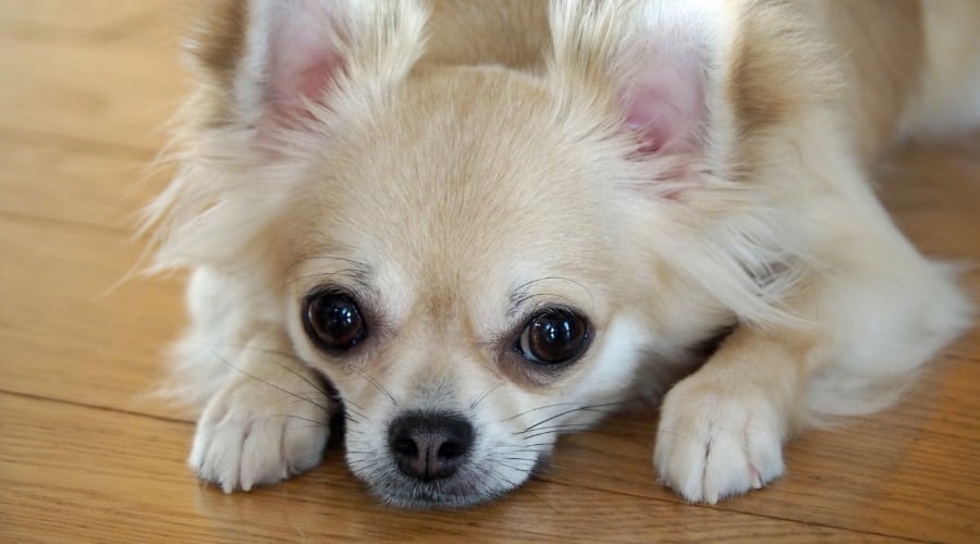 Small Long-Haired Dog Lying Down
