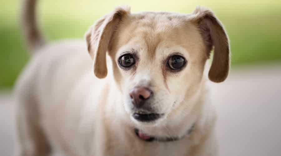 Small Mixed Dog Looking at Camera