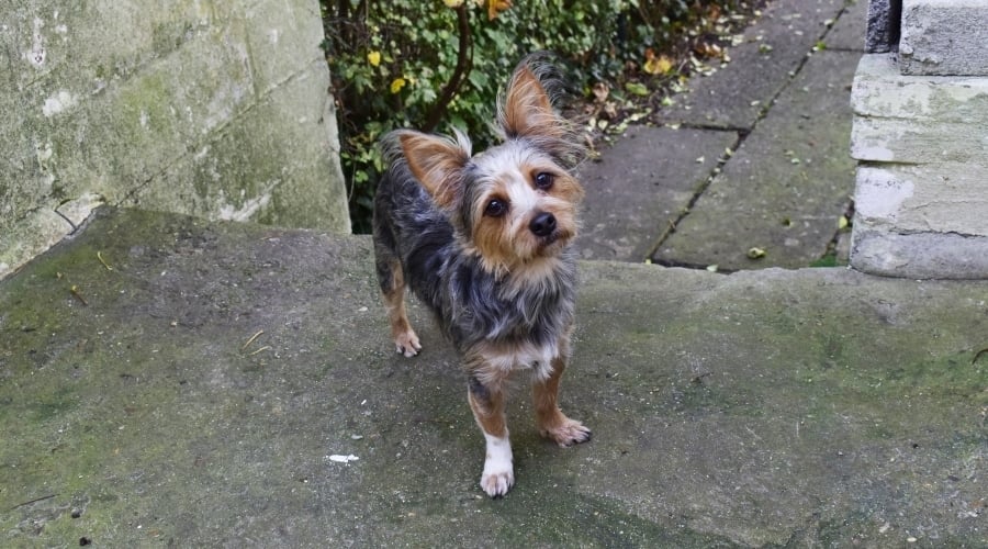 Small Mixed Dog Looking up at Camera