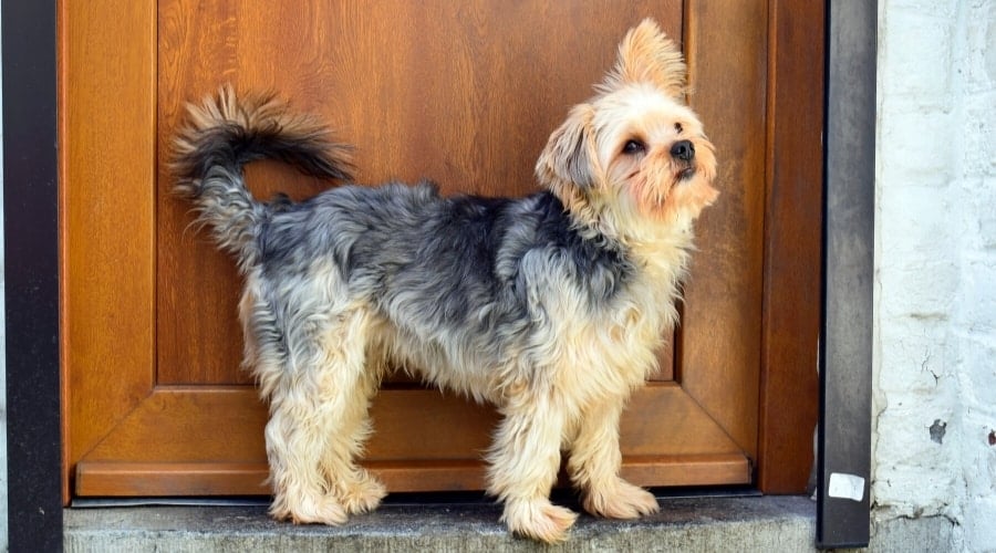 Small Mixed Dog Next to a Door