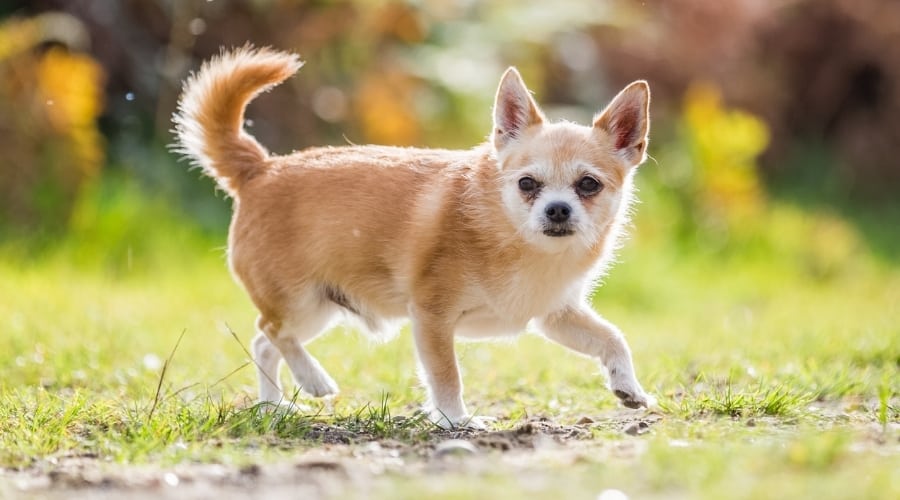 Small Mixed Dog Walking Outdoors
