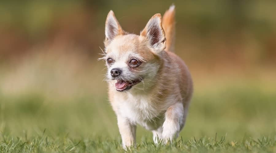 Small Mixed Dog Walking Toward Camera