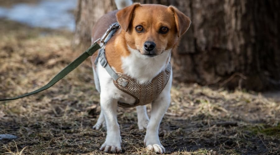 Small Mixed Dog on a Leash
