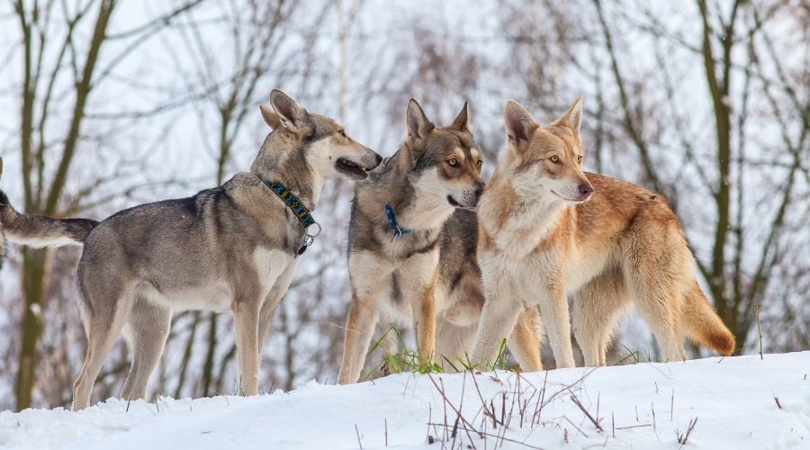 Small pack of canines in snow.