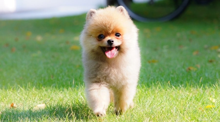 Small Pomearnian Puppy
