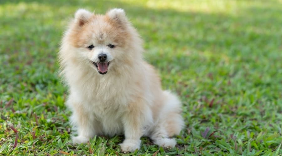 Small Pomeranian Rescue Dog