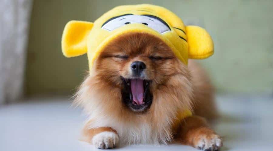 Small Pomeranian sitting and yawning in tiger costume
