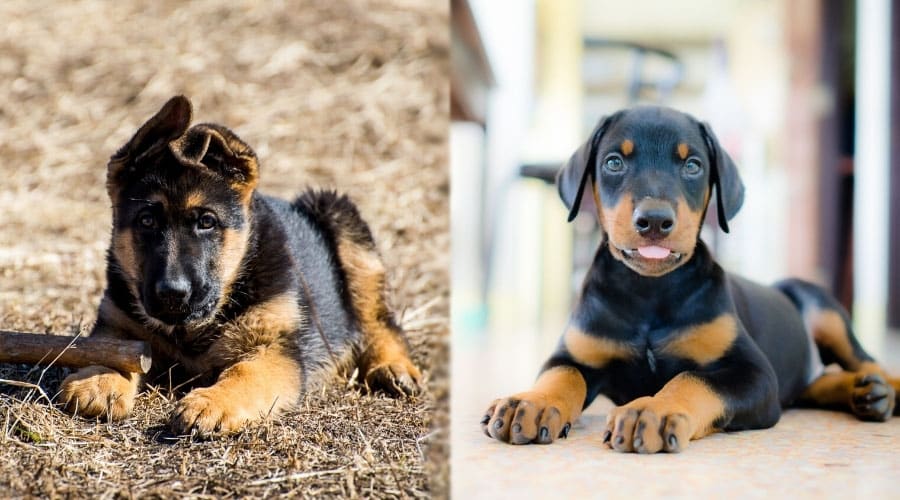 Small Puppies Posing Outdoors