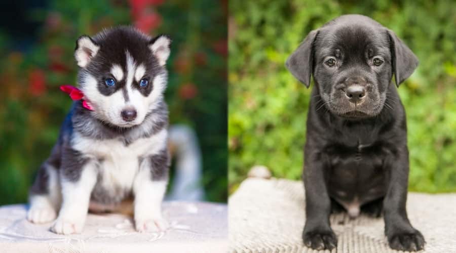 Small Puppies Sitting Outside