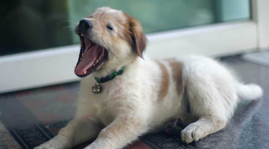 Small Puppy Being Trained Outside