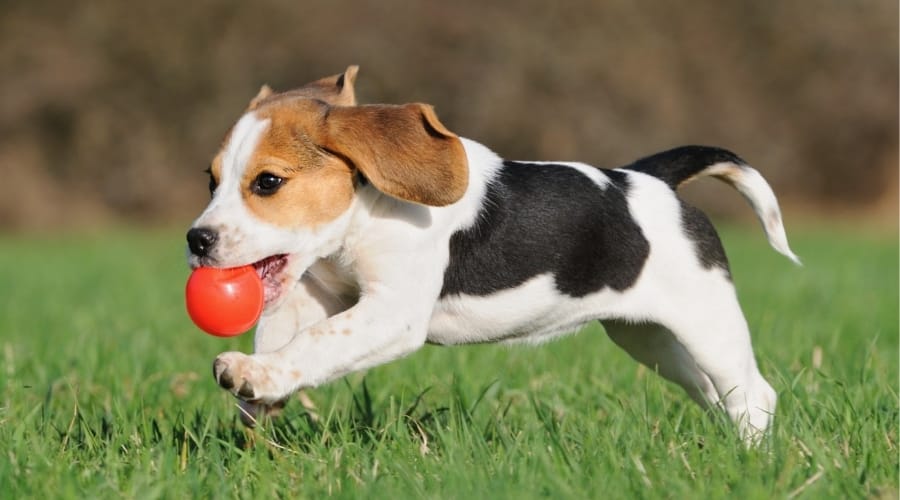 Small Puppy Chasing Red Ball