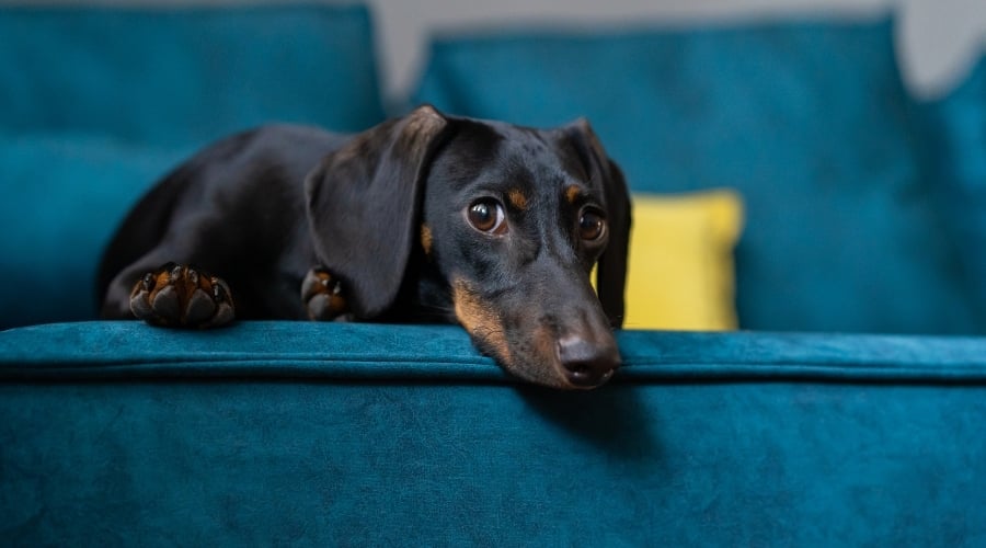 Small Puppy Lying on a Couch