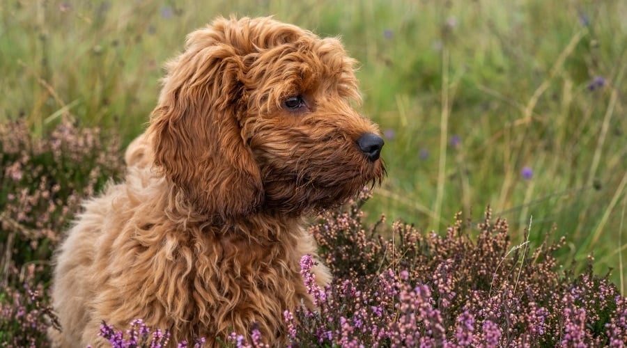 Small Red Coated dog in Field
