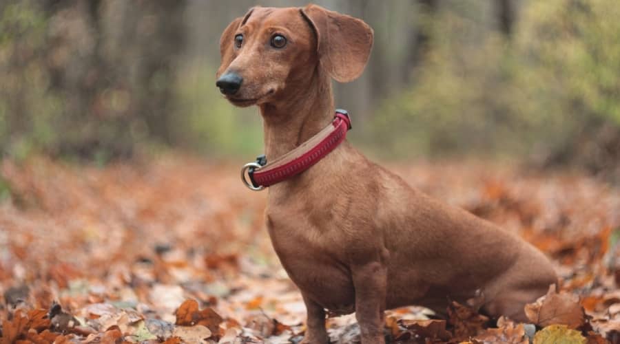 Small Dachshund Sitting in Forest
